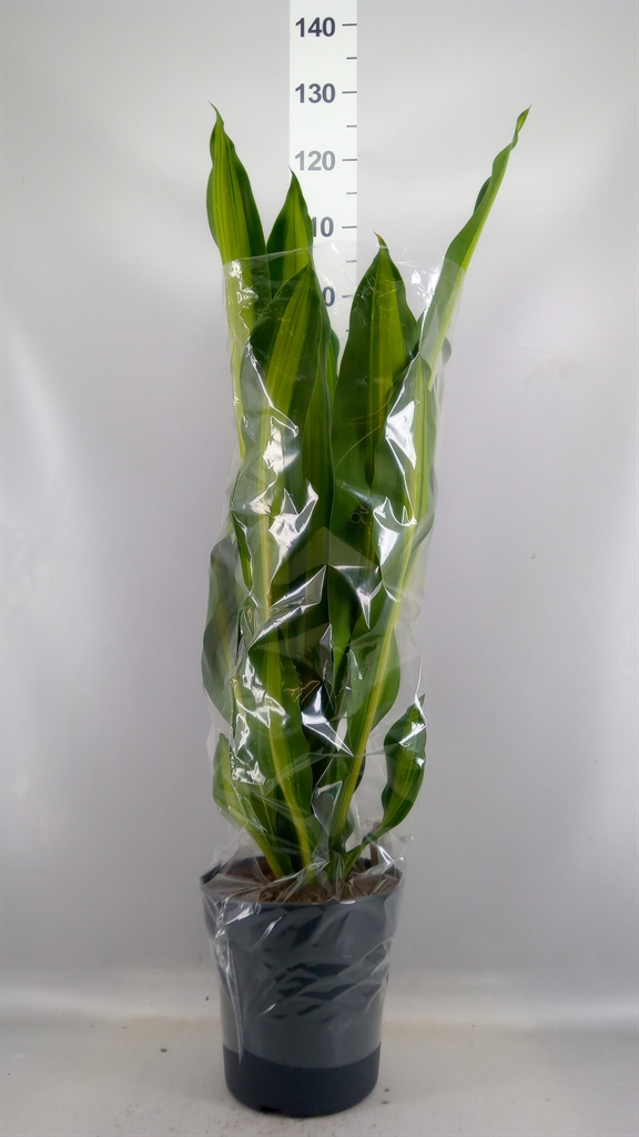 Dracaena Burley 24Ø 100cm