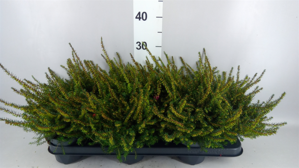 Erica Darleyensis Kramer's Rote 10Ø 20cm