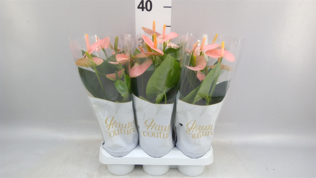 Anthurium Spirit 9Ø 29cm