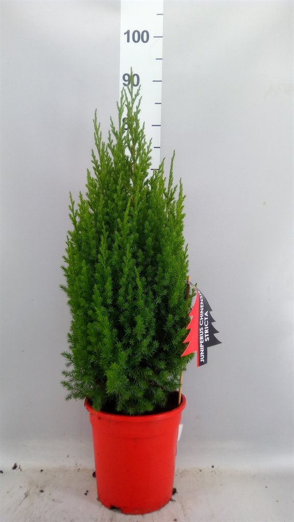 Juniperus Stricta 21Ø 75cm
