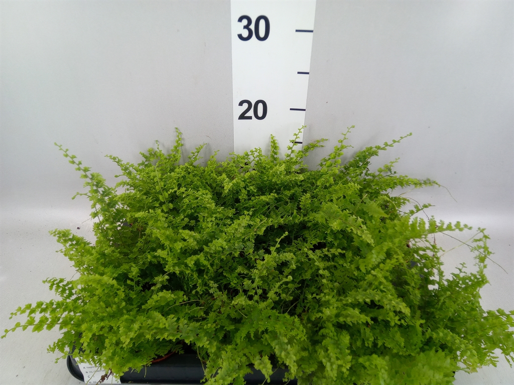 Nephrolepis Green Fantasy 7Ø 20cm