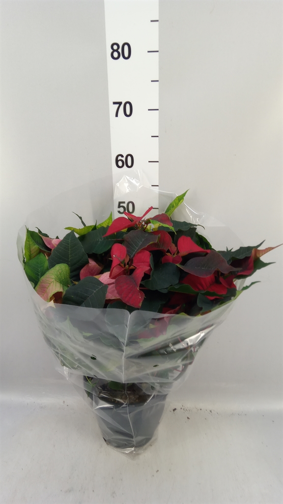 Euphor P Carnaval 21Ø 50cm