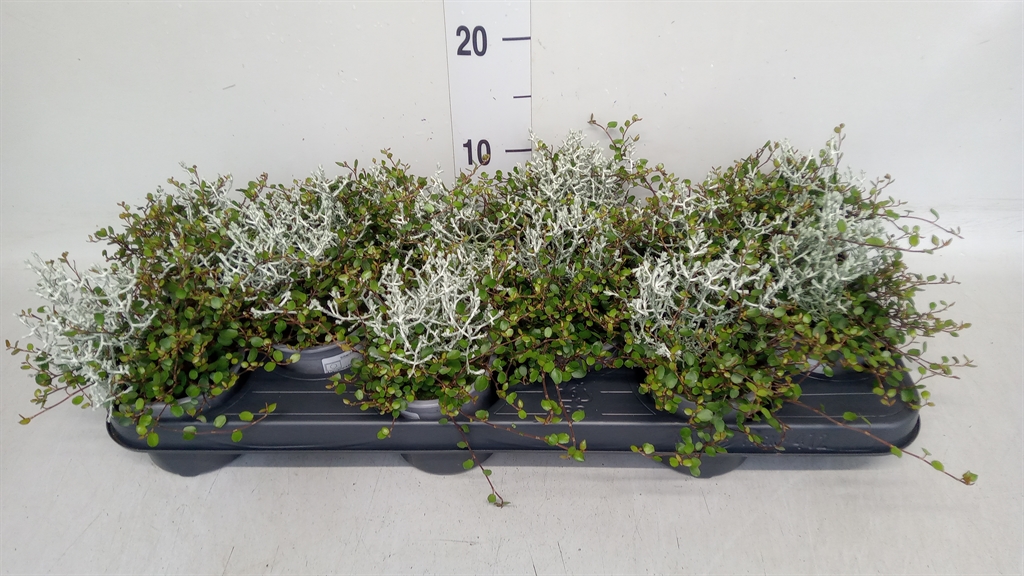 Leucophyta Brownii 9Ø 14cm