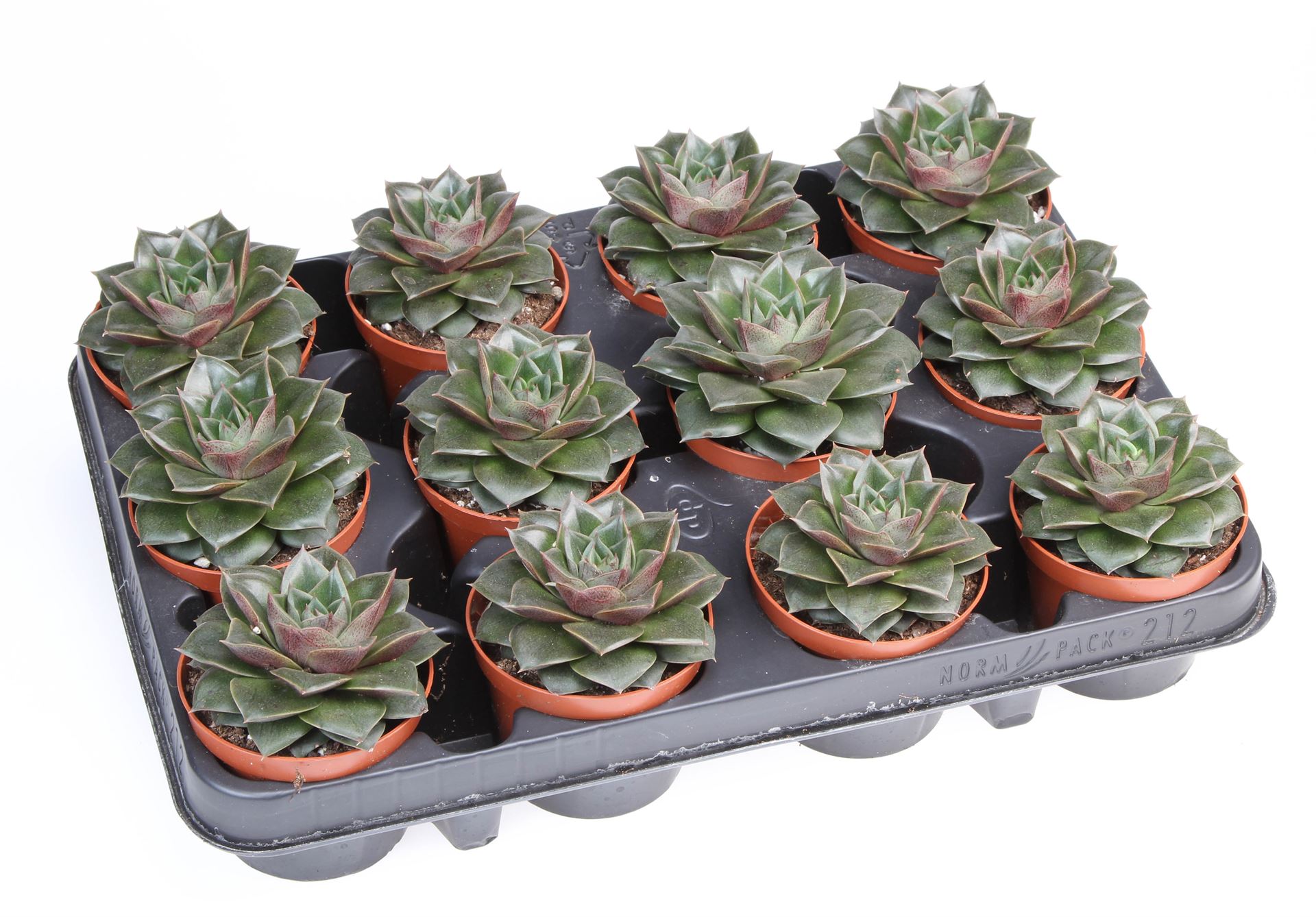 Echeveria Purpusorum 8Ø 10cm