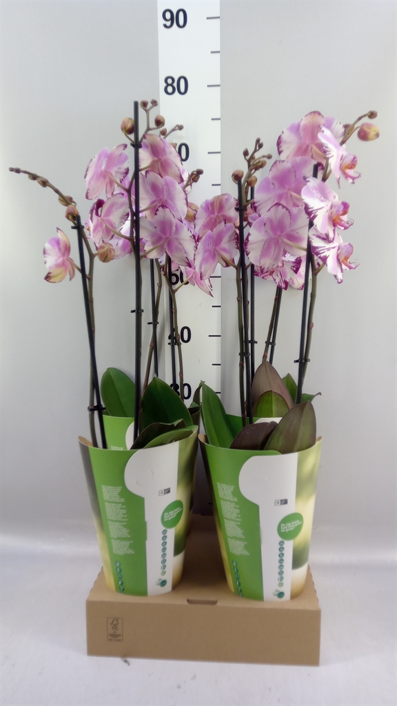 Phalaenopsis Magic Art 12Ø 55cm 2st
