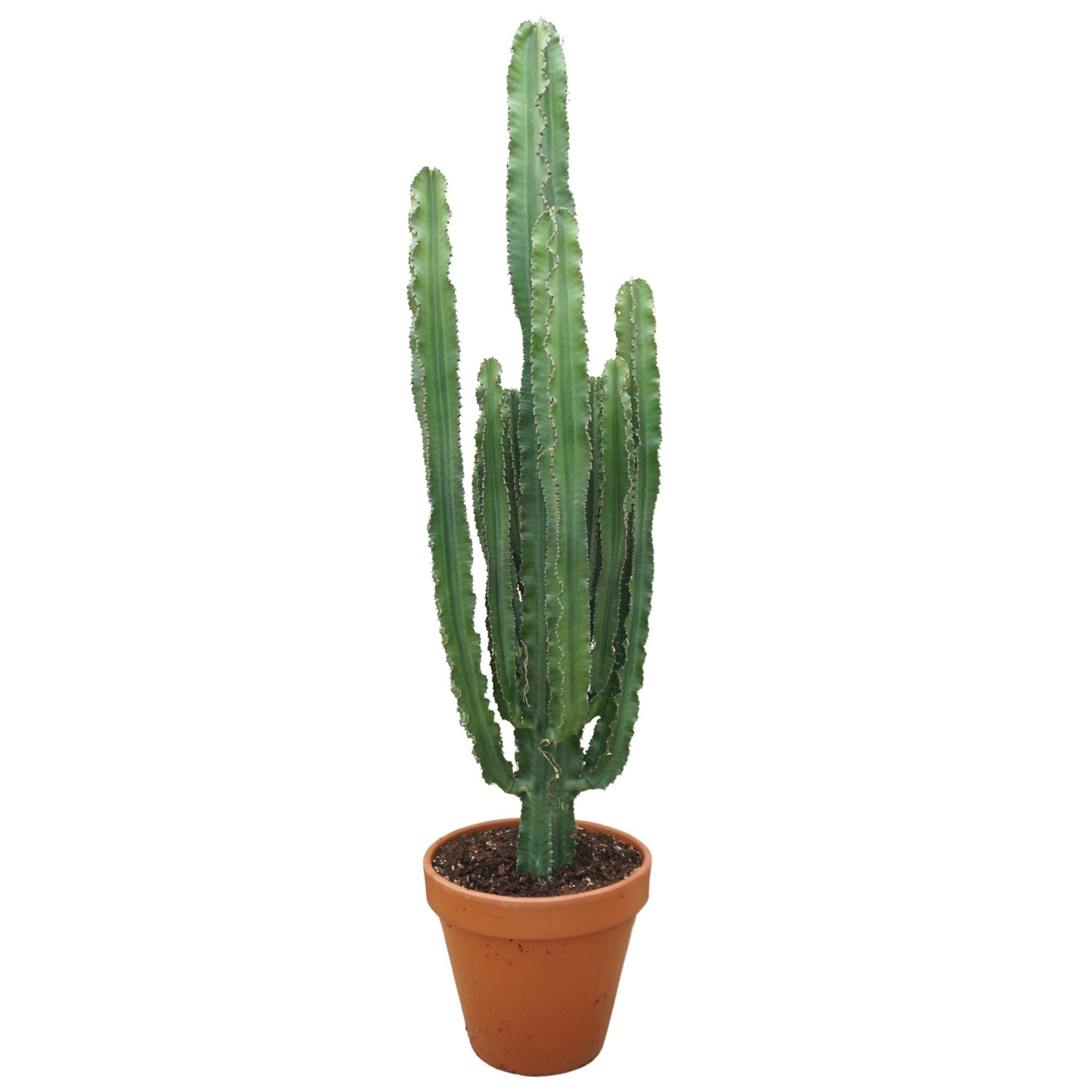 Euphorbia Abyssinica 35Ø 155cm