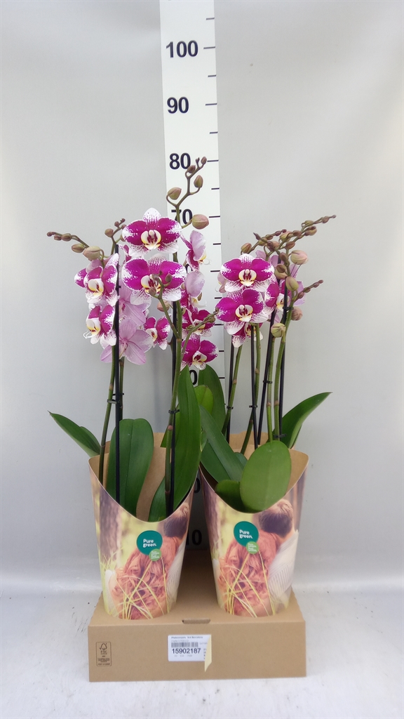 Phal An Barcelona 12Ø 55cm