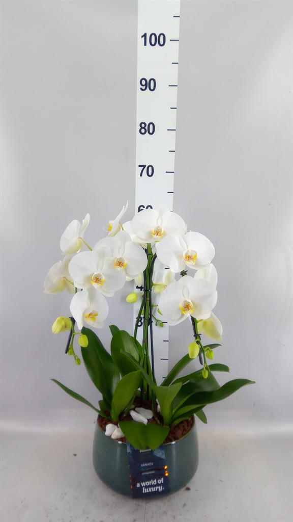 Arrangement Indoor 24Ø
