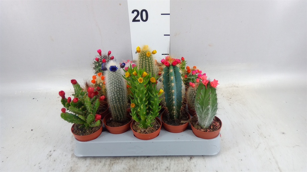 Cactus Decorated 5Ø 8cm