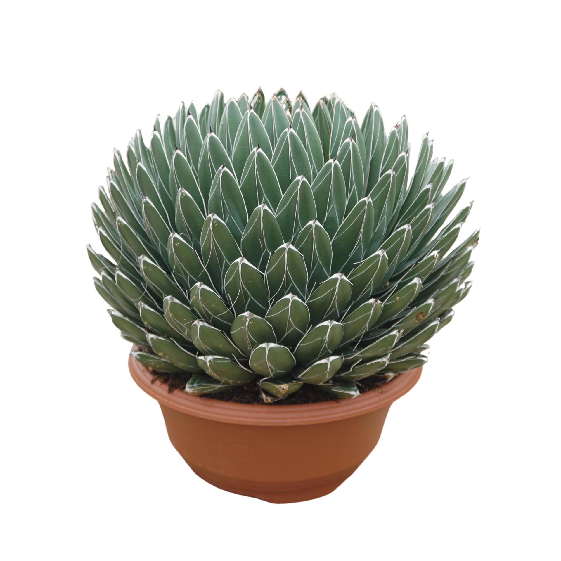 Agave Victoriae-regi 35Ø