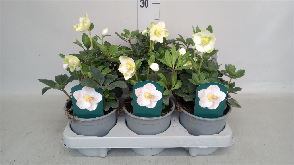 Helleborus Anja 13Ø 25cm