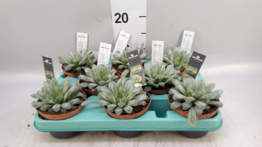 Haworthia Cymbiformi