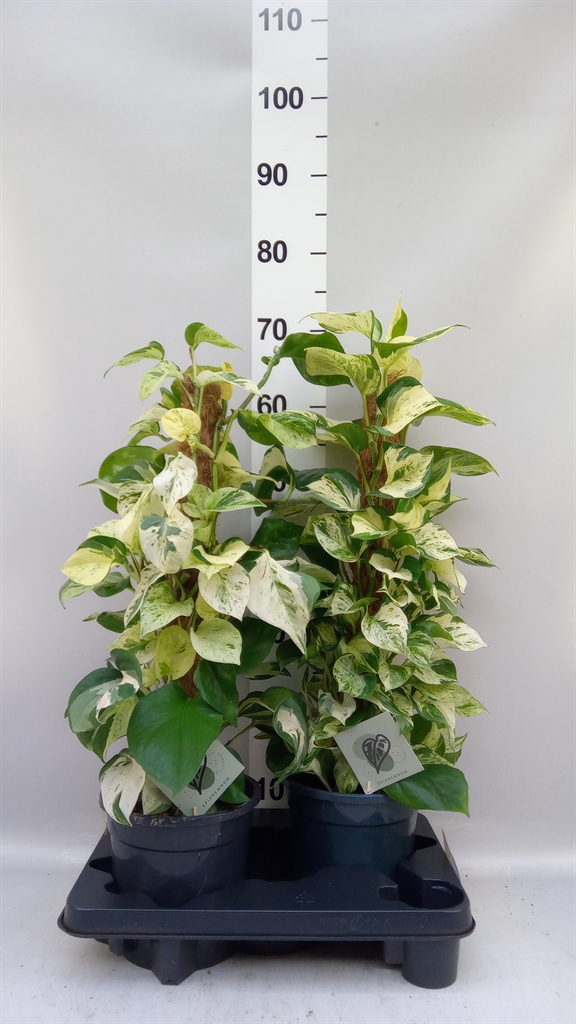 Epipr Manjula 17Ø 65cm