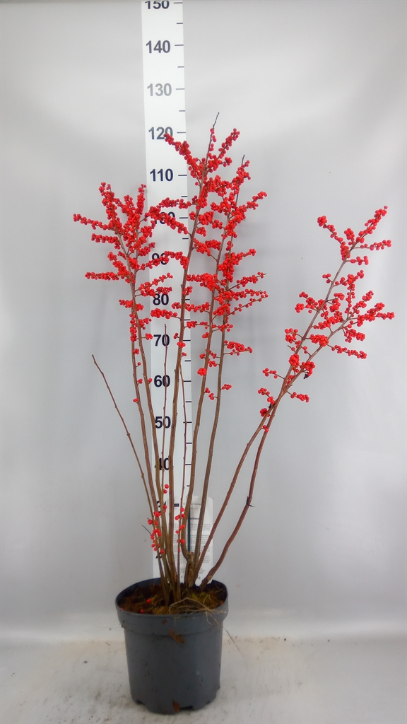 Ilex Verticillata 110cm