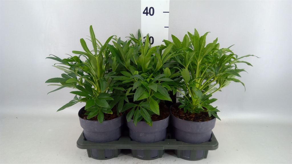 Helleborus Foetidus 14Ø 30cm
