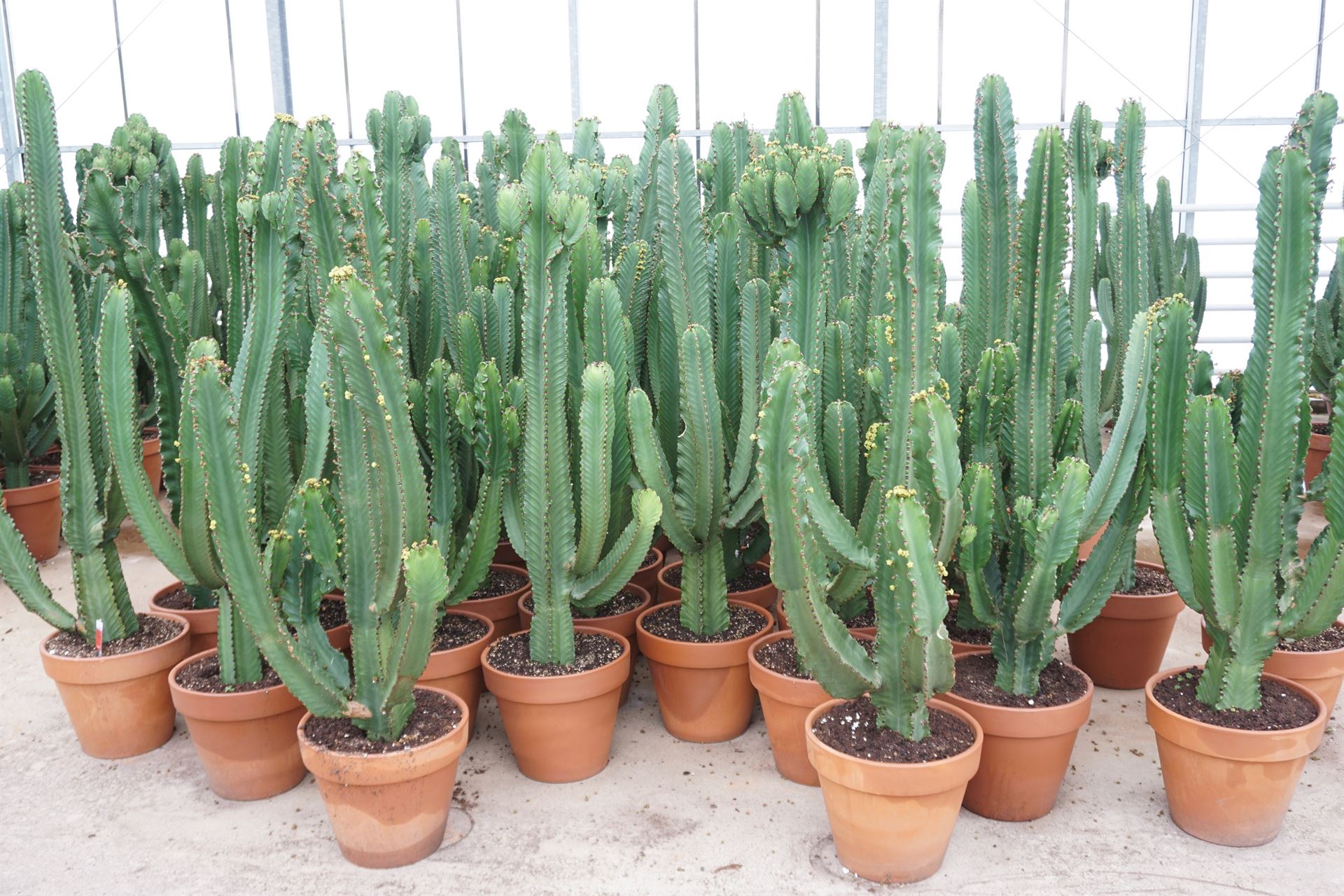 Euphorbia Ingens 40Ø 170cm