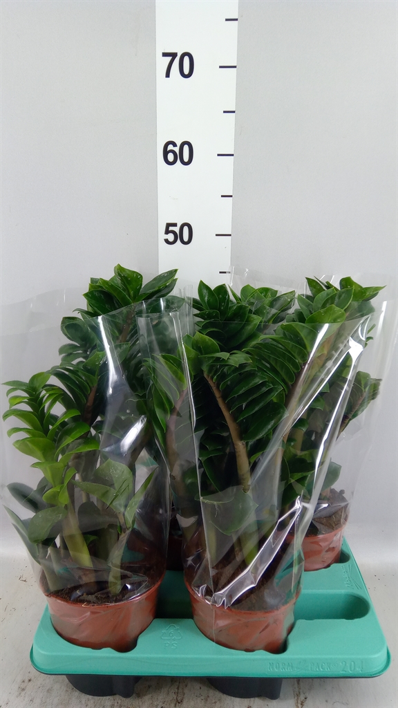 Zamioculcas Zenzi 14Ø 40cm