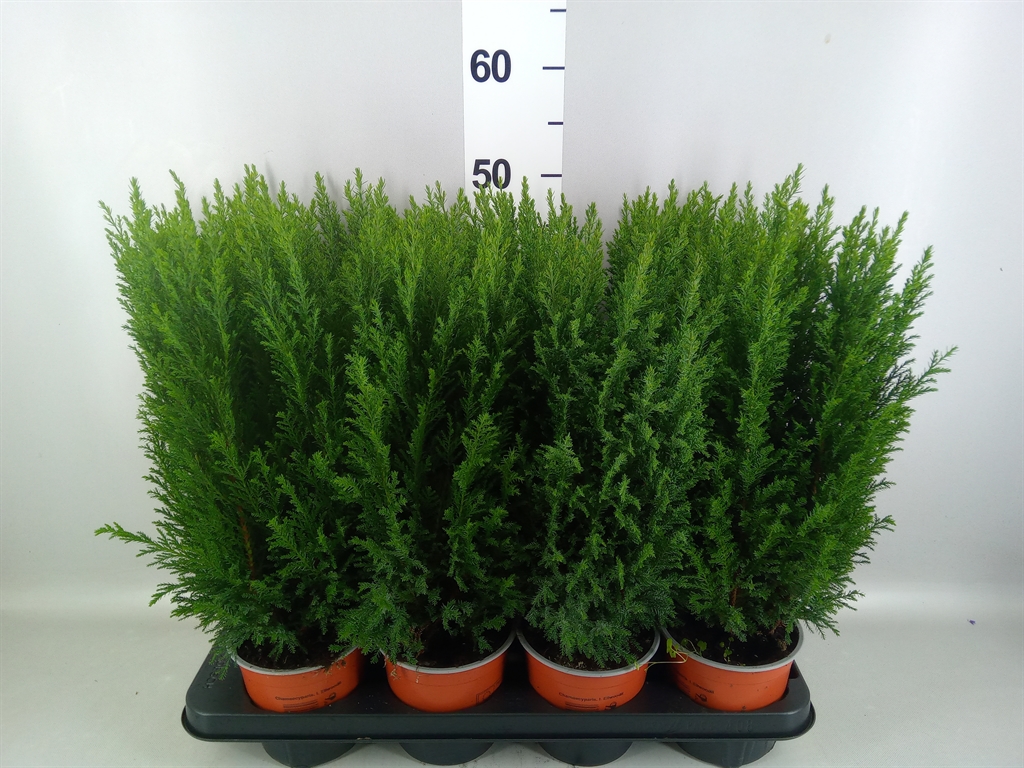 Chamaecyparis Ellwoodii 13Ø 45cm
