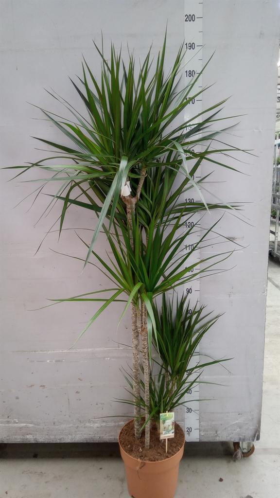 Dracaena 30Ø 190cm