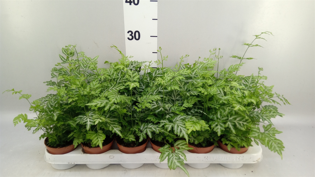 Pteris Evergemiensis 8Ø 20cm