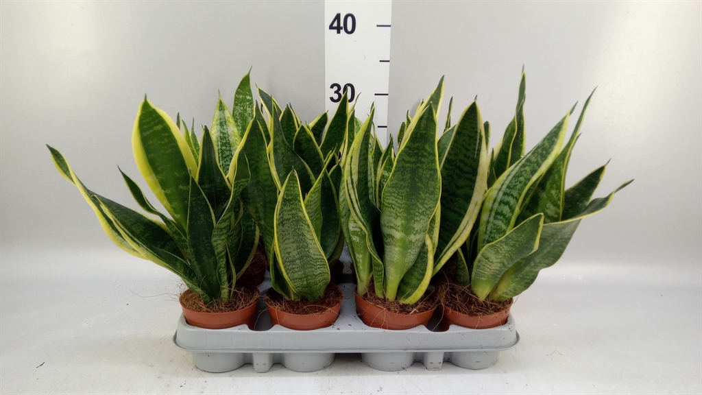 Sansevieria Futura Superba 9Ø 30cm