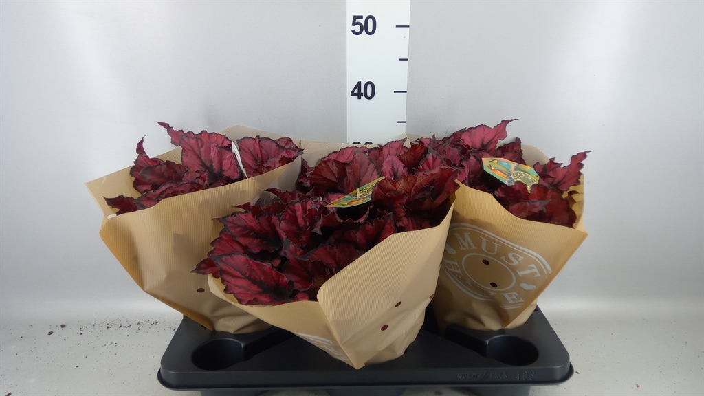 Begonia Leaf Rex Kohala Red 17Ø 35cm