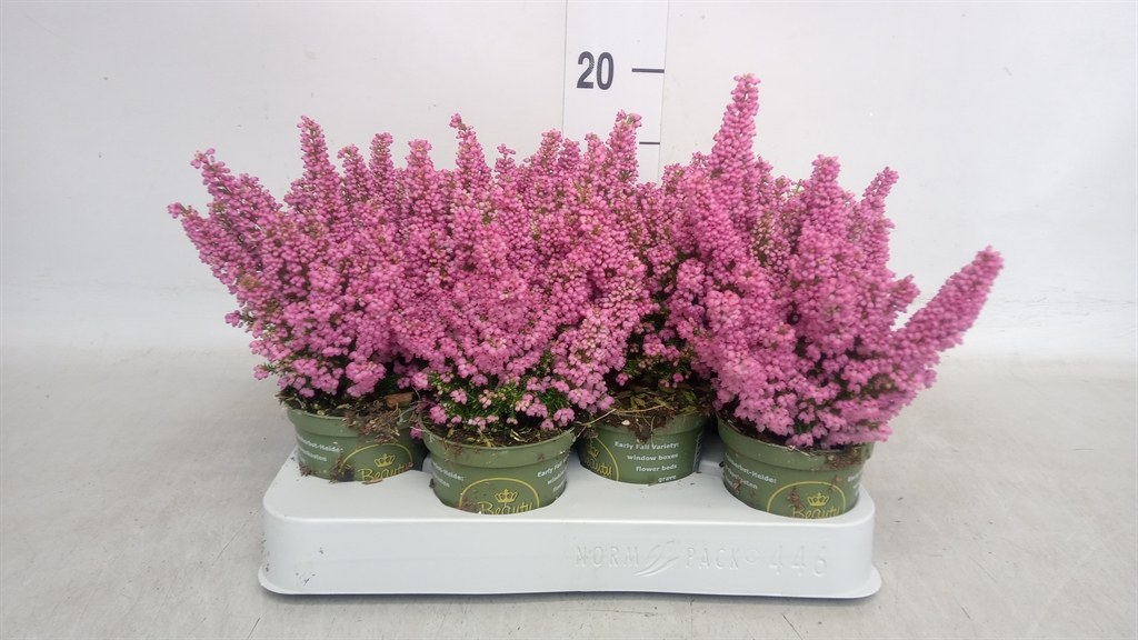 Erica Gracilis Beauty Queen Sofie 7Ø 15cm