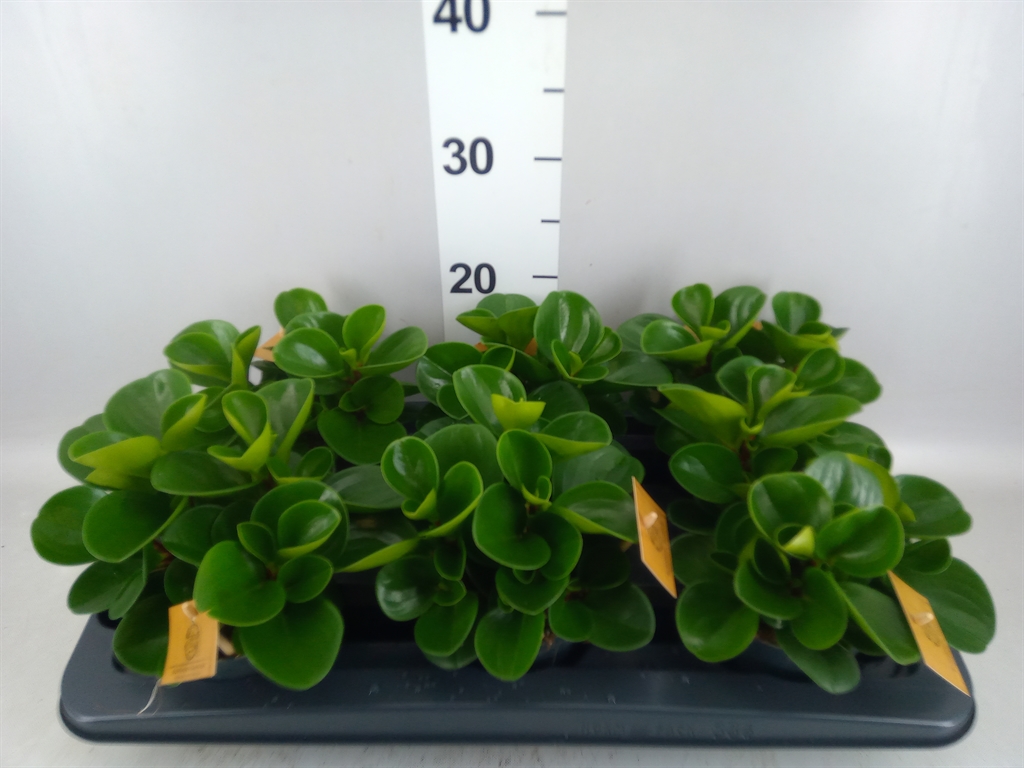 Peperomia Obtusifolia Green Gold 12Ø 20cm