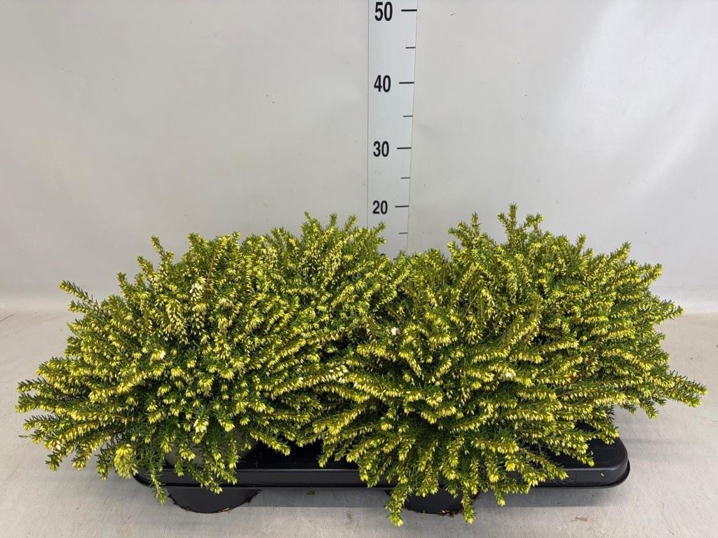 Erica Darleyensis White Perfection 17Ø 25cm