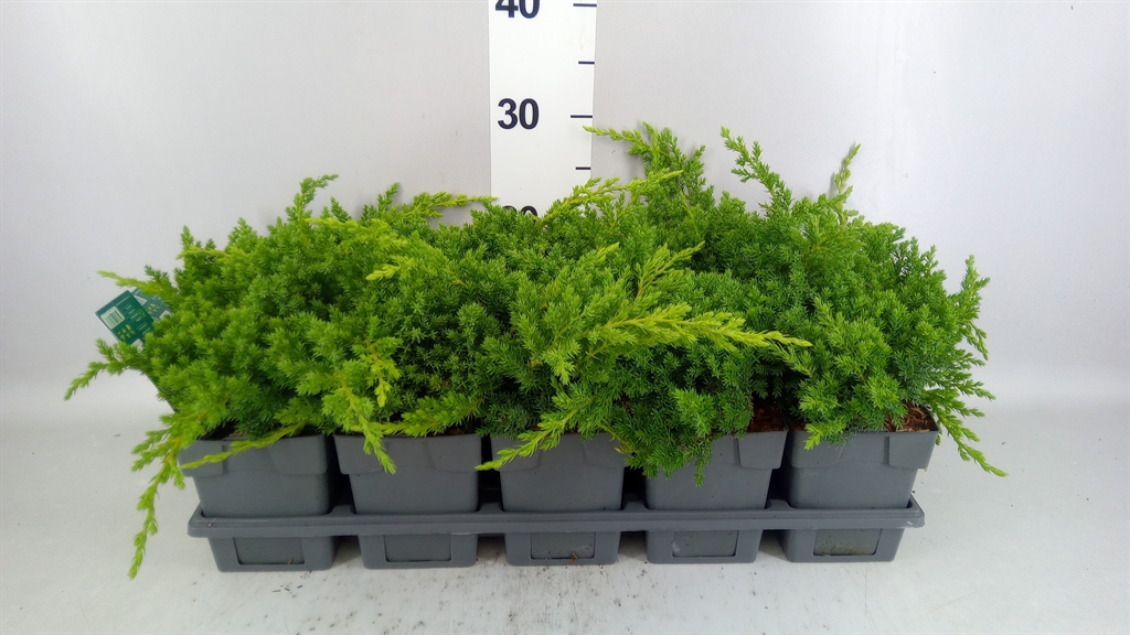 Juniperus Nana 12Ø 25cm