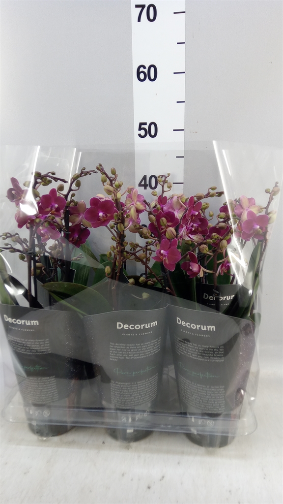 Phalaenopsis Multiflora Chamonix 12Ø 35cm 503st
