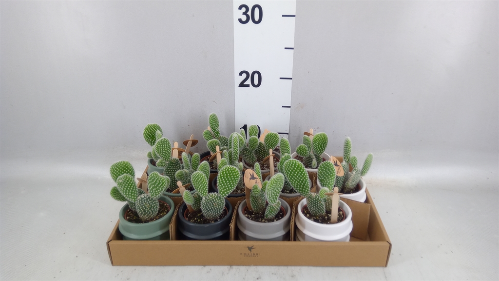 Opuntia Microdasys Albispina 6Ø 14cm