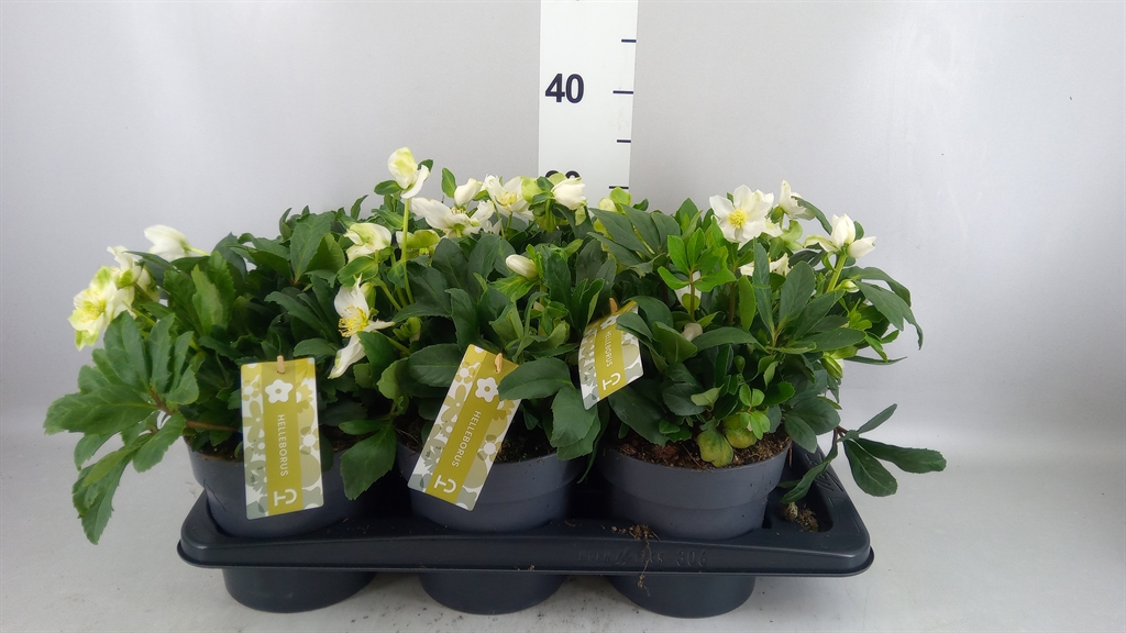 Helleborus Advent Star 17Ø 30cm