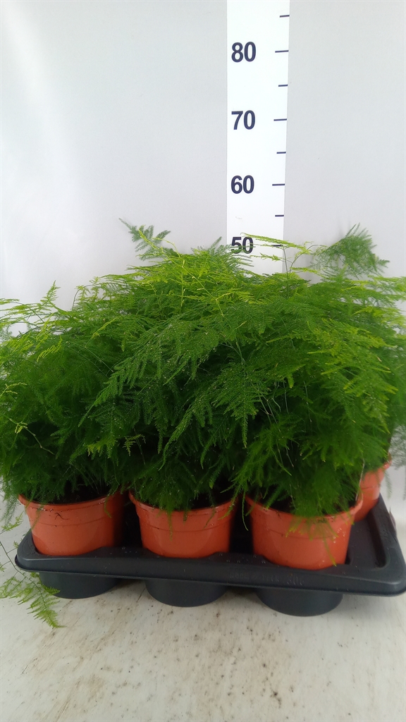 Asparagus Setaceus 17Ø 45cm