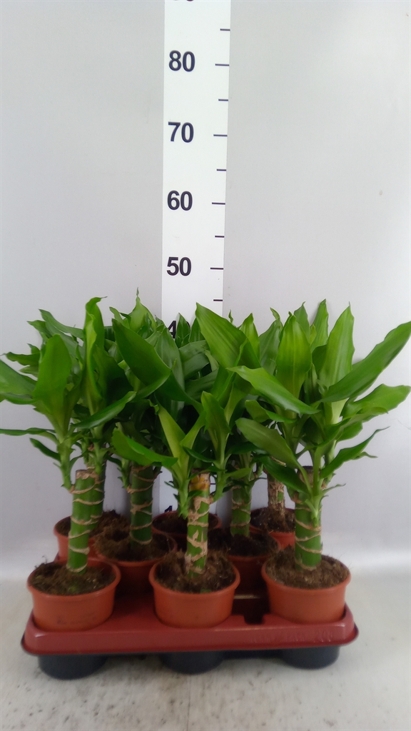 Dra Frag Steudneri 11Ø 40cm