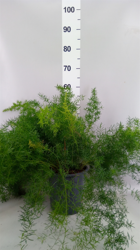 Asparagus Densiflorus Sprengeri 21Ø 50cm