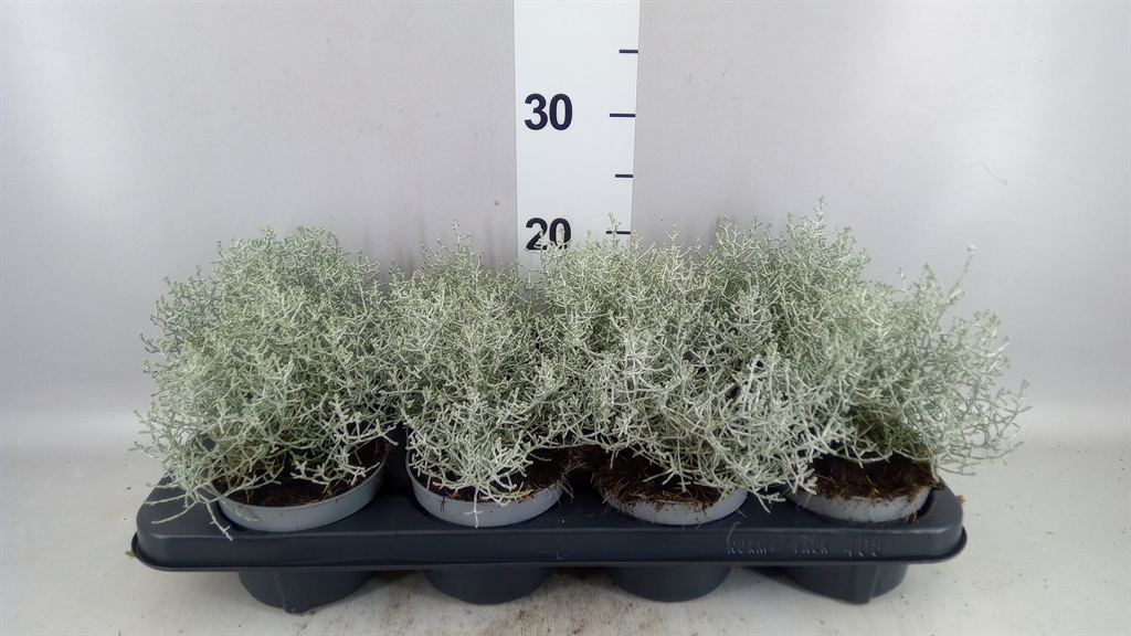 Leucophyta Brownii Whimsy Silver 12Ø 15cm