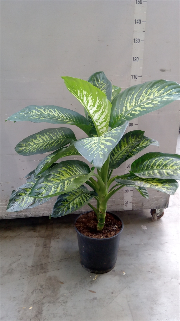Dieffenbachia Maroba 30Ø 100cm