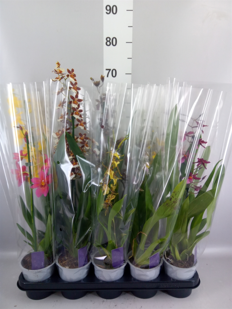 Burrageara Nelly Isler 12Ø 55cm