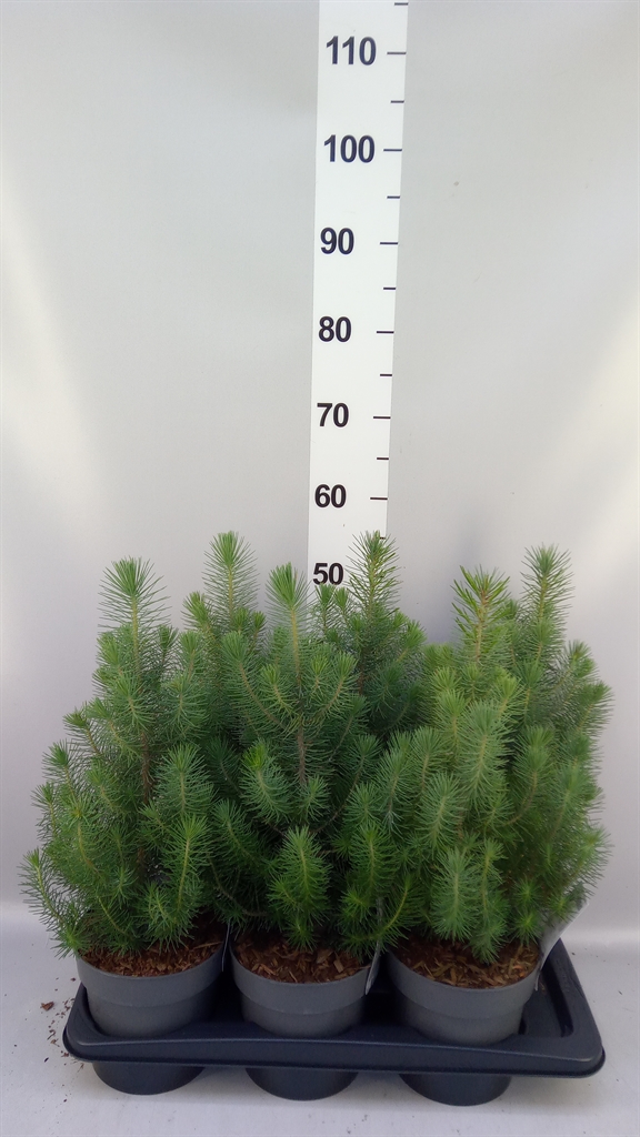 Pinus Pinea Silvercrest 17Ø 55cm
