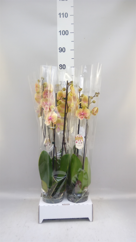 Phalaenopsis Yellow 12Ø 65cm 2st