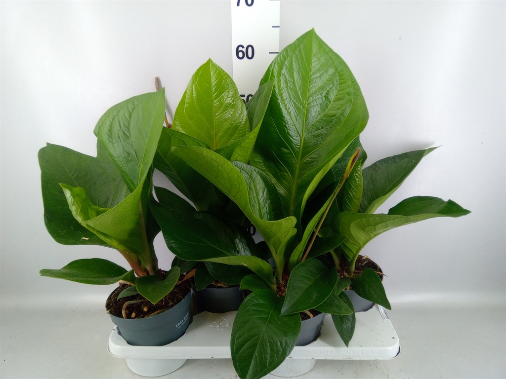 Anthurium Karma Birdnest 17Ø 55cm