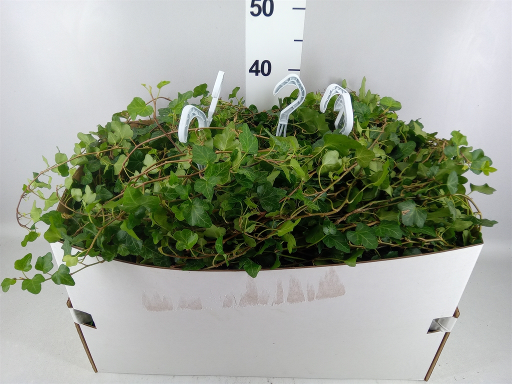 Hedera Helix Wonder 17Ø 100cm