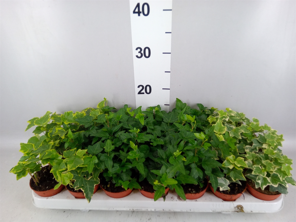 Hedera Helix Mix 8Ø 5cm