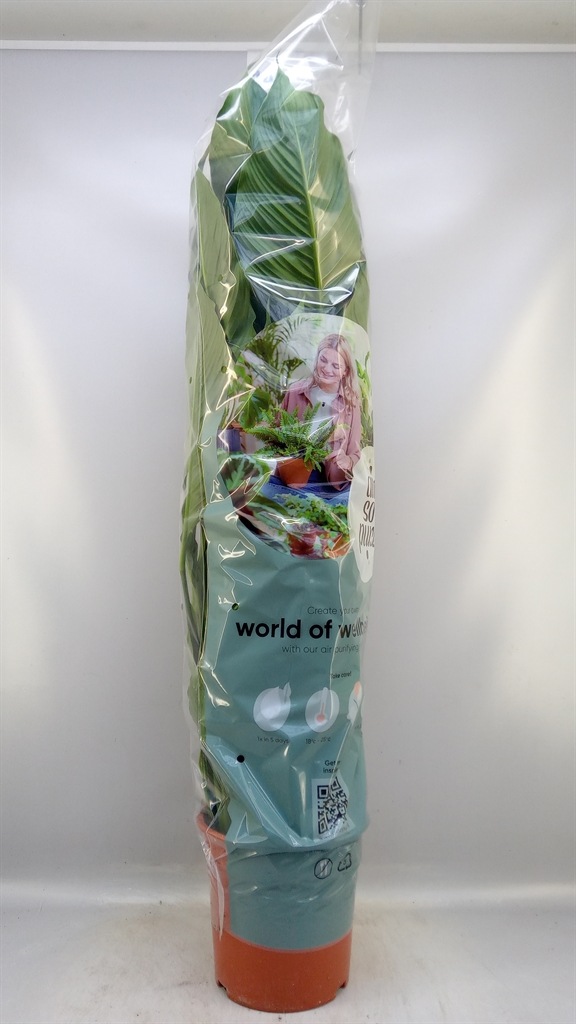 Spath Sweet Sebastia 24Ø 120cm