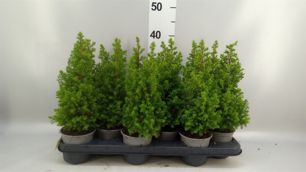Chamaecyparis Thyoides Novagold 11Ø 35cm