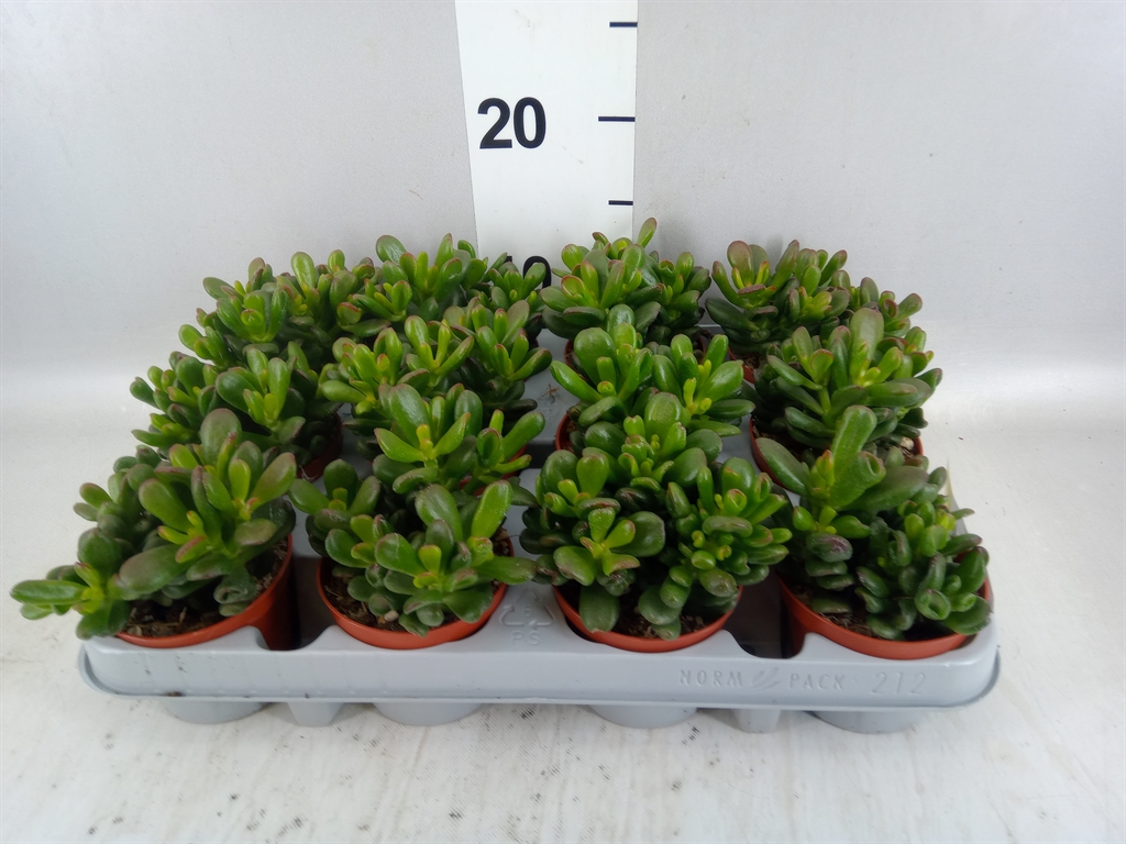 Crassula Gandalf 8Ø 10cm