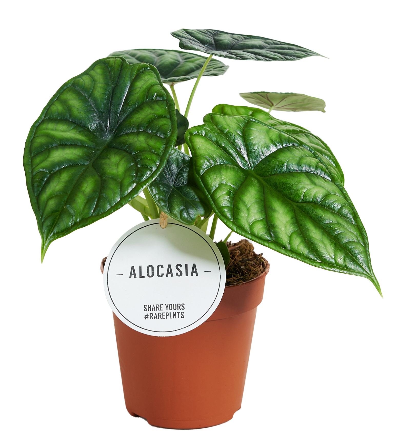 Alocasia Dragon Scale 12Ø 25cm