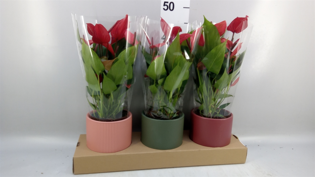 Anthurium Banderola Lava 12Ø 35cm