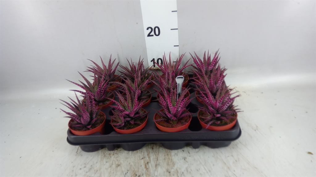 Haworthia Big Band 8Ø 12cm